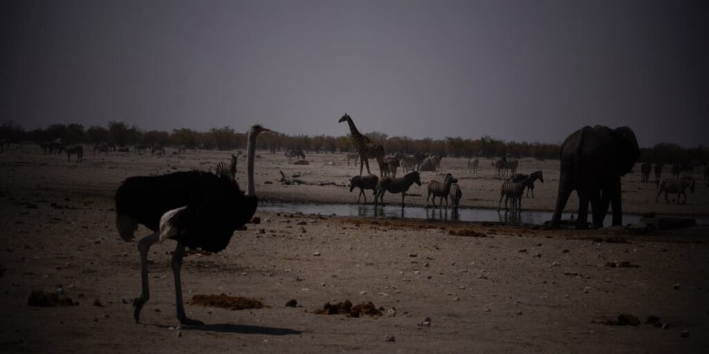 Coaching d'organisation : replacer l'humain au cœur du système